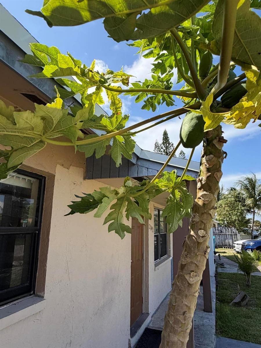 Papaya Tree